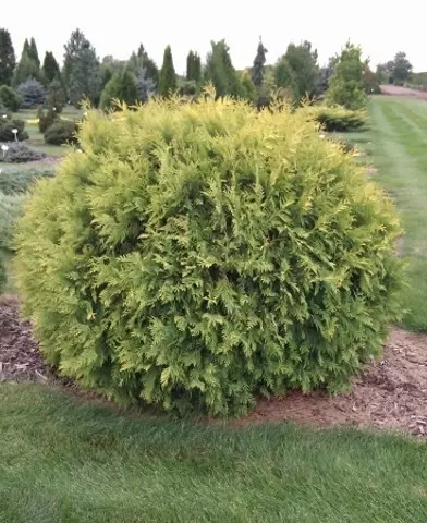 Thuja occidentalis ’Golden Globe’ - Arany törpe gömb nyugati tuja