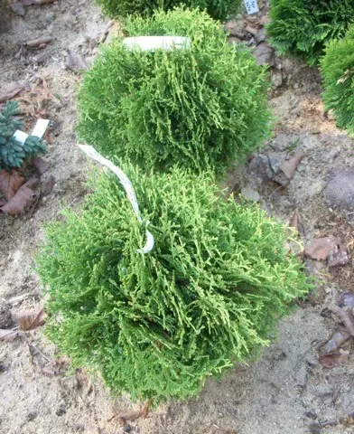 Thuja occidentalis ’Kobold’ - Törpe gömb nyugati tuja