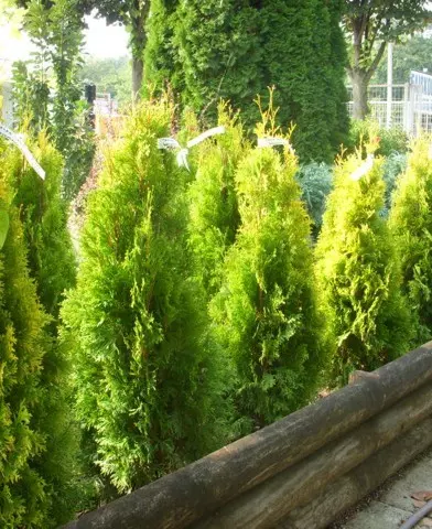  Thuja occidentalis ’Malonyana Aurea’ - Oszlopos sárga malonyai tuja