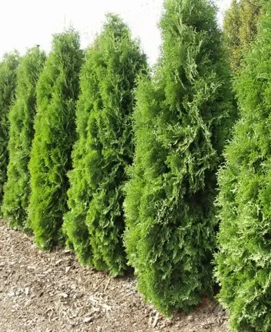 Thuja occidentalis ’Malonyana’ - Malonyai tuja