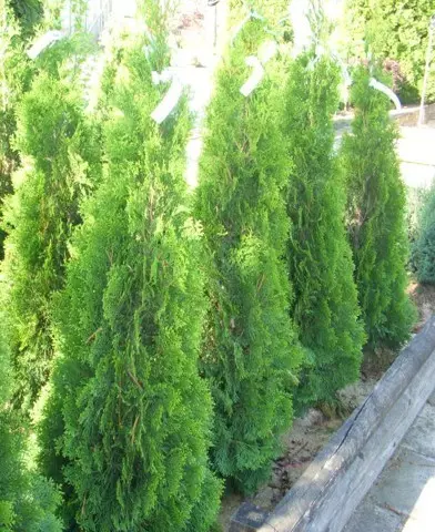  Thuja occidentalis 'Smaragd' - Smaragd tuja (oszlopos)