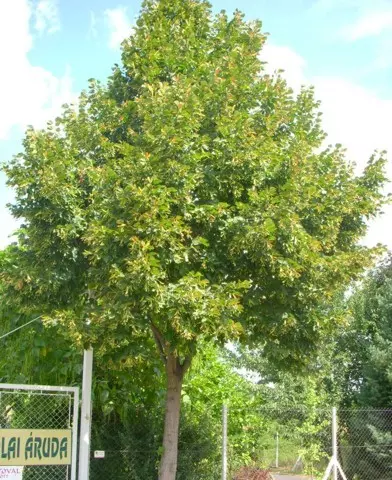 Tilia americana ’Nova’ - Amerikai hárs