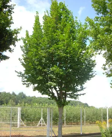 Tilia cordata ’Greenspire’ - Kislevelű hárs