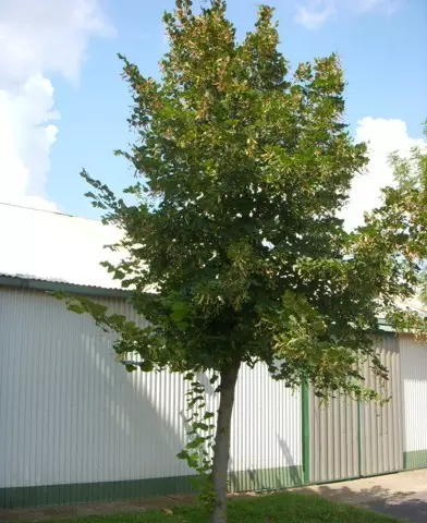 Tilia platyphyllos - Nagylevelű hárs