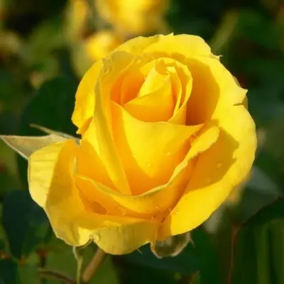 Tourne magastörzsű rózsa