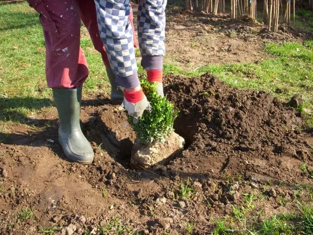 ültetési mélység kialakítása