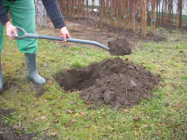 ültetőgödör kialakítása