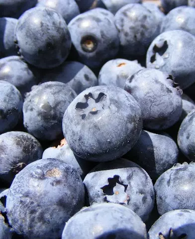 Vaccinium corymbosum 'Bluecrop' - fürtös, kék áfonya bokor