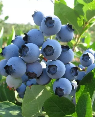 Vaccinium corymbosum 'Denise Blue’- fürtös, kék áfonya bokor