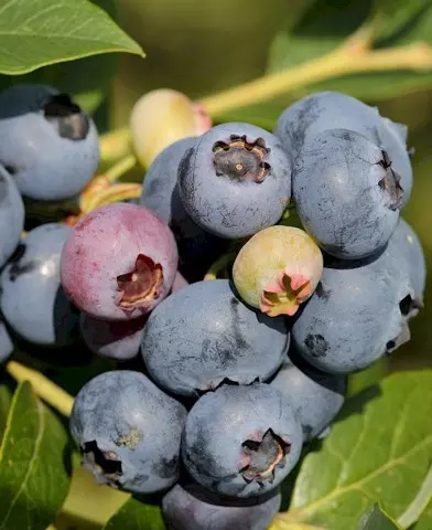 Vaccinium corymbosum 'Elisabeth’- fürtös, kék áfonya bokor