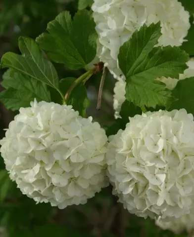 Viburnum opulus ’Roseum’ - Labdarózsa