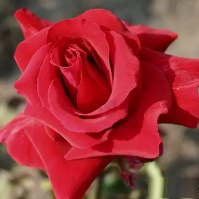 Vulkán magastörzsű rózsa