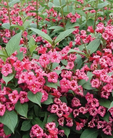 Weigela ’Bristol Ruby’ - Rózsalonc