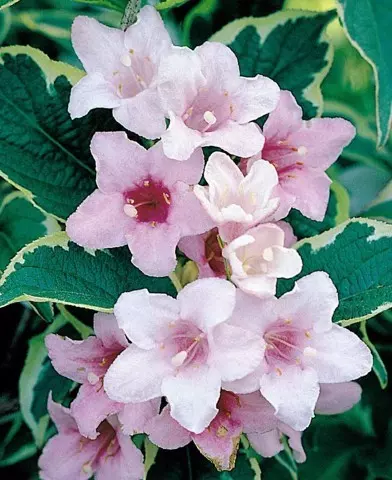 Weigela florida ’Variegata’ - Tarkalevelű rózsalonc