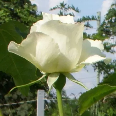 White Simphony magastörzsű rózsa