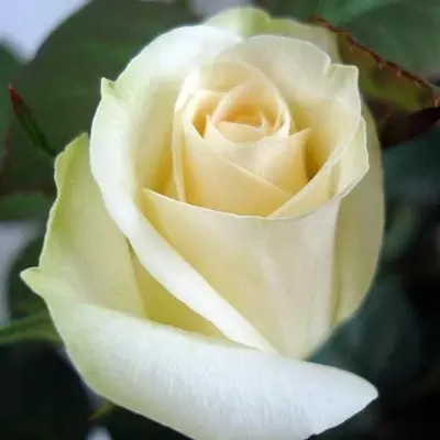 White Weekend magastörzsű rózsa