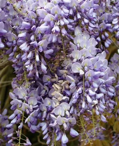 Wisteria sinensis – Kínai lilaakác’