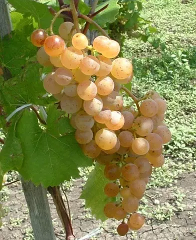 Zala gyöngye rezisztens szőlő oltvány